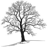 Bare Winter Tree Black And White vector