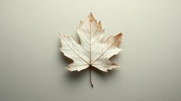 Single Pale Maple Leaf with Visible Veins on a Simple Background photo