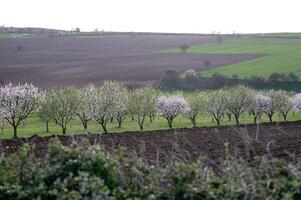 The air is filled with the scent of fresh almond blossoms as a charming alley lined with pink and white flowers stretches into the horizon. photo