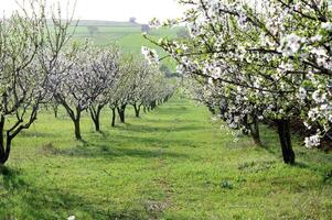 Sunlight filters through the branches of flowering almond trees, casting a soft glow over the pathway lined with vibrant pink and white blossoms. photo