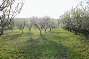 A quiet pathway winds through rows of blooming almond trees, their delicate petals creating a pastel canopy that shimmers in the golden sunlight. photo
