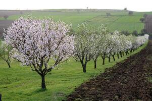 The beauty of spring comes alive in an alley of almond trees, where delicate petals form a pastel canopy overhead. photo