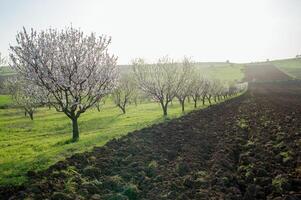 A breathtaking landscape unfolds in an almond blossom alley, where natures delicate colors and sweet aromas paint a picture of spring photo