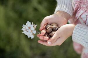 A young girl holds freshly picked almonds in their shells, her hands gently cradling the rough texture as a delicate almond blossom rests beside them. photo