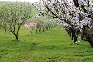 A magical walkway through blooming almond trees feels like stepping into a fairy tale, with soft petals carpeting the ground photo