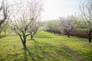 The morning sun casts a golden glow on an alley of blooming almond trees, where white and pink petals gently dance in the breeze. photo