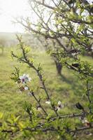 Sunlight filters through a cluster of almond blooms, casting soft shadows on the delicate petals. photo
