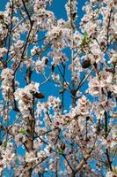Soft white petals of almond blossoms flutter in the breeze, creating a gentle snowfall of spring flowers. photo
