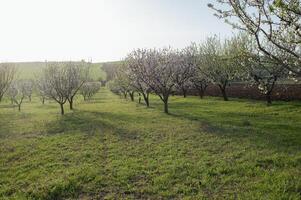 The ground is gently covered in fallen almond petals as towering trees with pink and white blossoms create a dreamlike spring corridor. photo