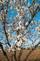 Sunlight highlights the contrast between the soft white almond flowers and the rough texture of growing almonds on the same branch. photo
