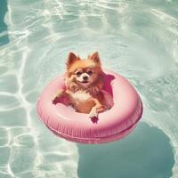 Spitz dog relaxing in pink inflatable ring in swimming pool photo