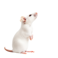 Cute White Mouse Standing Sideways with Alert Expressind Soft Fur png