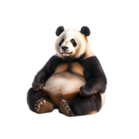 Adorable Giant Panda Sitting with Calm Expression in Natural Habitat Scene png