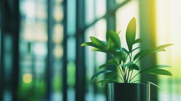 Green plant growing in modern office building with sunlight shining through windows photo