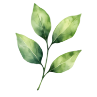 Hand painted foliage branch in soft green hues with a subtle watercolor effect png