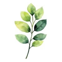 Organic and natural leaf branch depicted in a modern watercolor approach png