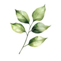 Graceful botanical illustration of leaves with a minimalistic watercolor touch png