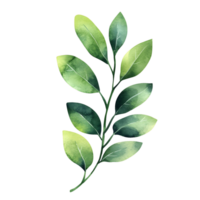 Minimalist botanical watercolor featuring a single delicate green branch png