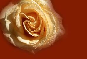 Peach rose with raindrops close-up on red background. rose closeup isolated . High quality photo