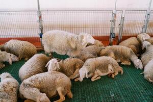 Flock of fluffy white sheep sleeps on a green slatted floor in a paddock on a farm photo