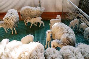 White lambs stand near mothers sheep in a pen on a farm photo