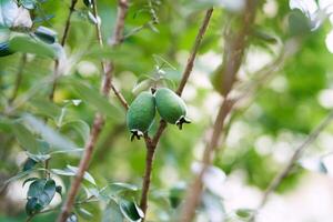 Green feijoa hanging from a tree branch surrounded by foliage photo