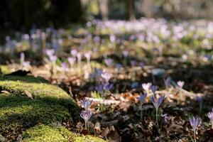 Lilac saffron grows on the edge of the forest among fallen leaves and green moss photo