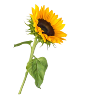 Single Sunflower with Green Leaf Isolated on transparent Background Botanical Photography png