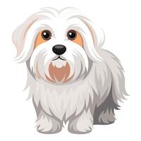 Isolated Maltese Dog Illustration on White Background vector