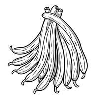 Hand Drawn Illustration of Isolated Long Beans for Culinary and Botanical Use vector