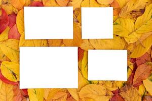 Rectangular and square white empty frames lie on the background of yellow leaves photo