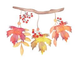 Wooden branch with rowan berries, maple leaves. Botanical watercolor illustration. Autumn composition of tree branches with plants.Hand drawn isolated art. Natural design for Thanksgiving,Halloween vector