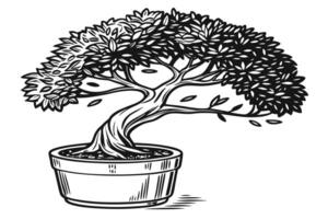 Potted Topiary Tree A Classic Botanical Sketch vector