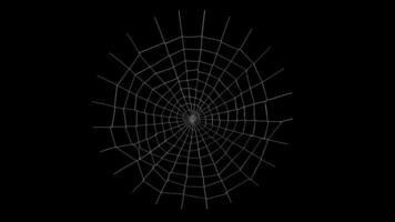 aranha rede animação com alfa canal video