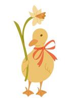 Hand drawn illustration of a cute duckling with a red ribbon holding a daffodil flower. Spring and Easter concept symbolizing new beginnings, innocence and seasonal joy vector