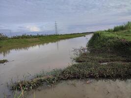 a flooded river with grass and trees in the background photo