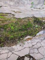 a moss covered rock in the middle of a concrete floor photo