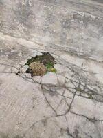 The walls are damaged and broken until the broken parts are covered in moss photo