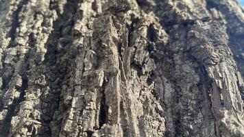 Textured bark reveals nature's artistry in a sunlit woodland during a serene afternoon photo