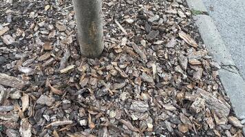 Wooden mulch creates a natural landscape around a tree in an urban park during the late afternoon light photo