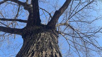 Towering tree reaches for the clear blue sky, showcasing its intricate branches and textured bark in a sunlit afternoon photo