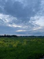 Vibrant yellow wildflowers bloom in a serene green field under a dramatic cloudy sky at dusk photo