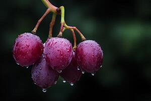 Freshly harvested grapes glistening with water droplets in a natural setting surrounded by greenery photo