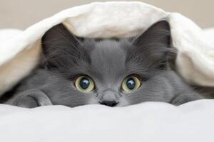 Curious gray cat peeking out from under a cozy blanket in a serene home environment photo