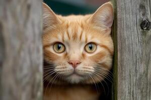 Orange tabby cat peers through wooden fence with curious expression on a sunny day photo