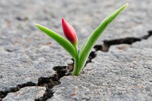 Unique red bud emerging from cracked pavement in urban environment during spring season photo