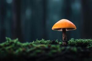 Bright orange mushroom stands alone on forest floor surrounded by green moss during early morning light photo