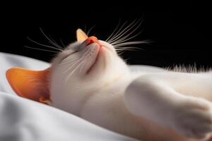 Soft white cat peacefully sleeping on a soft surface with gentle lighting creating a serene atmosphere photo