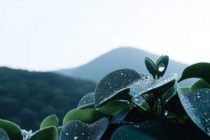 Raindrops glisten on green leaves in a serene mountain landscape during early morning light photo