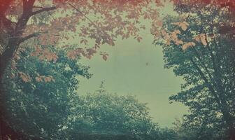 A tree with leaves on it photo